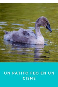 Un patito feo en un Cisne