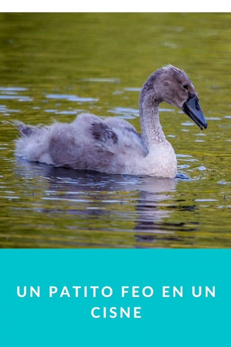 Un patito feo en un Cisne